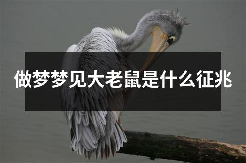 做梦梦见大老鼠是什么征兆