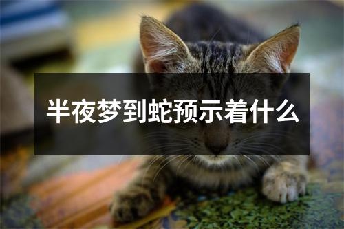 半夜梦到蛇预示着什么