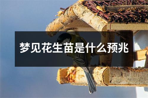 梦见花生苗是什么预兆