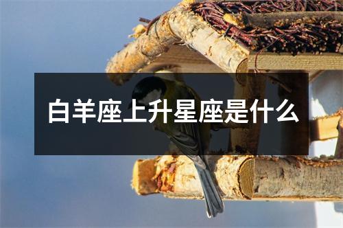 白羊座上升星座是什么