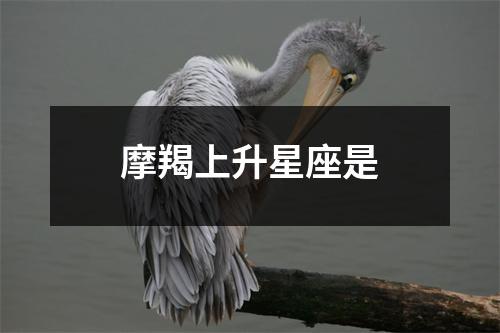 摩羯上升星座是