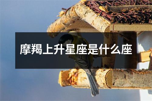 摩羯上升星座是什么座