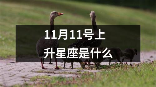 11月11号上升星座是什么