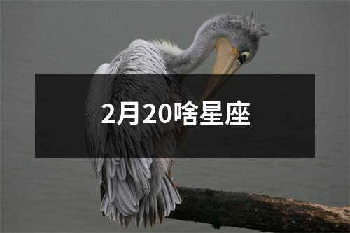 2月20啥星座