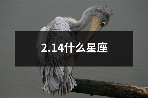 2.14什么星座