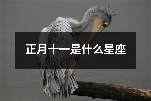 正月十一是什么星座