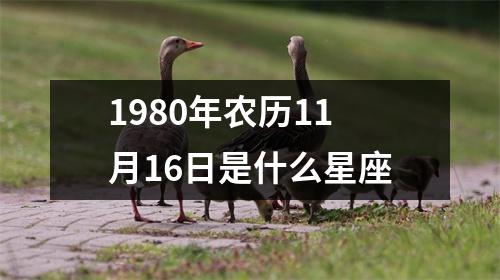 1980年农历11月16日是什么星座