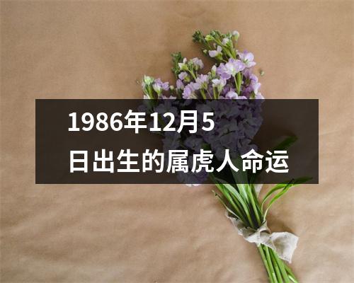 1986年12月5日出生的属虎人命运