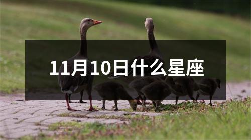 11月10日什么星座