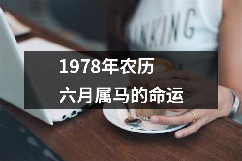 1978年农历六月属马的命运