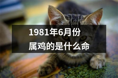 1981年6月份属鸡的是什么命