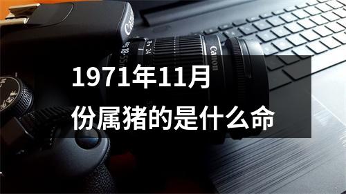 1971年11月份属猪的是什么命