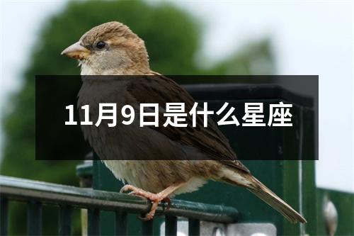 11月9日是什么星座