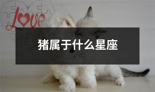 猪属于什么星座