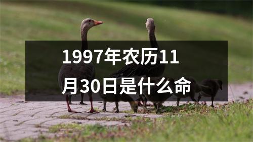 1997年农历11月30日是什么命