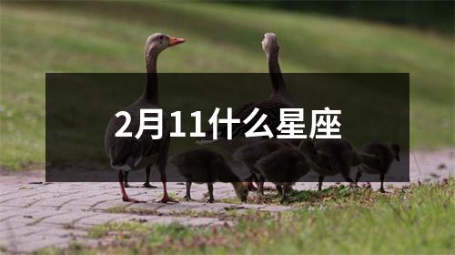 2月11什么星座