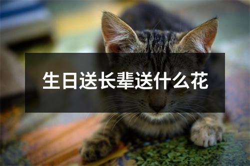 生日送长辈送什么花