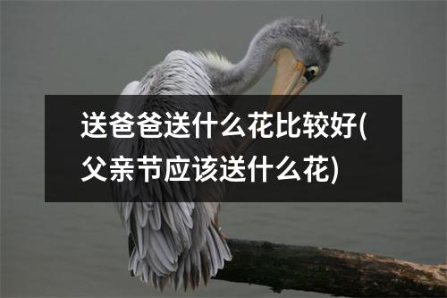 送爸爸送什么花比较好(父亲节应该送什么花)