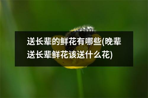 送长辈的鲜花有哪些(晚辈送长辈鲜花该送什么花)