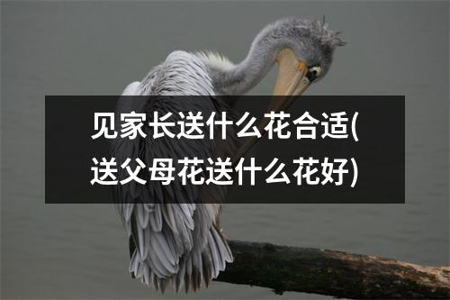 见家长送什么花合适(送父母花送什么花好)