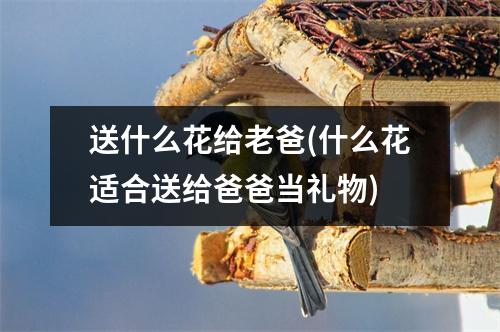 送什么花给老爸(什么花适合送给爸爸当礼物)