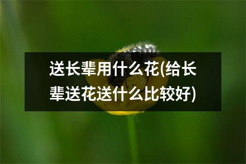 送长辈用什么花(给长辈送花送什么比较好)