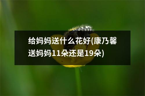 给妈妈送什么花好(康乃馨送妈妈11朵还是19朵)