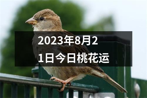 2023年8月21日今日桃花运