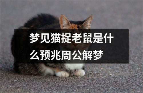 梦见猫捉老鼠是什么预兆周公解梦