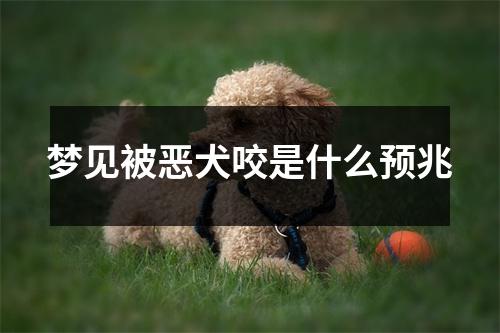 梦见被恶犬咬是什么预兆