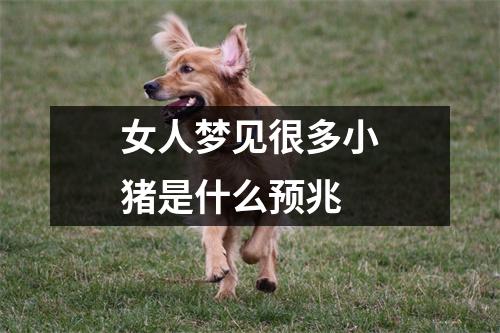 女人梦见很多小猪是什么预兆