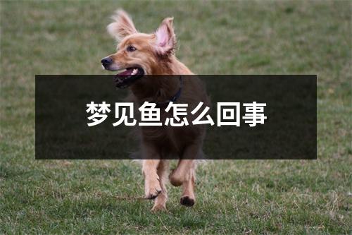 梦见鱼怎么回事