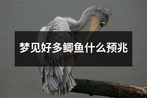 梦见好多鲫鱼什么预兆