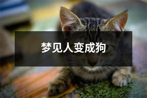 梦见人变成狗