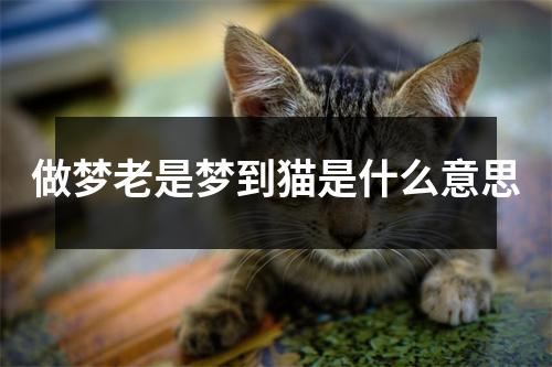 做梦老是梦到猫是什么意思