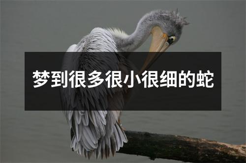 梦到很多很小很细的蛇