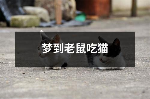 梦到老鼠吃猫