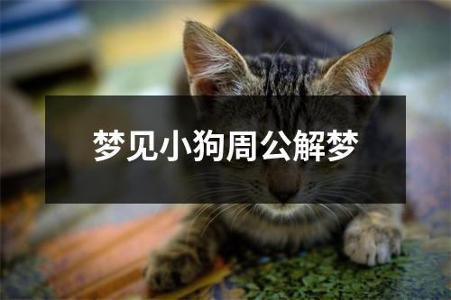 梦见小狗周公解梦