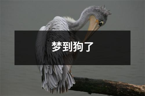 梦到狗了