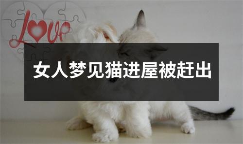 女人梦见猫进屋被赶出