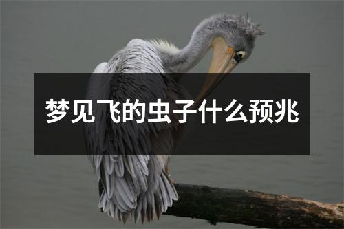 梦见飞的虫子什么预兆