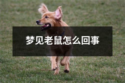 梦见老鼠怎么回事