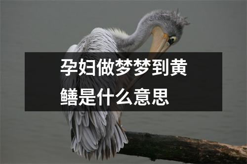 孕妇做梦梦到黄鳝是什么意思