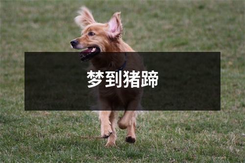 梦到猪蹄