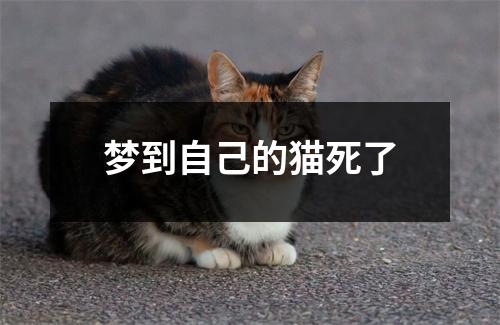 梦到自己的猫死了