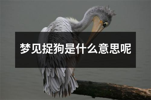 梦见捉狗是什么意思呢