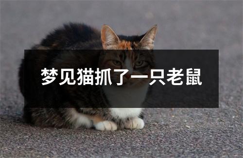 梦见猫抓了一只老鼠