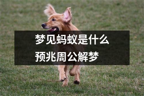 梦见蚂蚁是什么预兆周公解梦