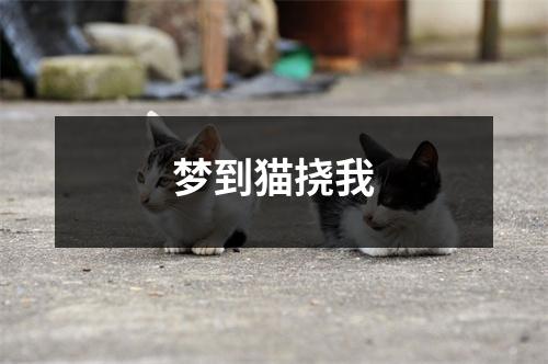 梦到猫挠我