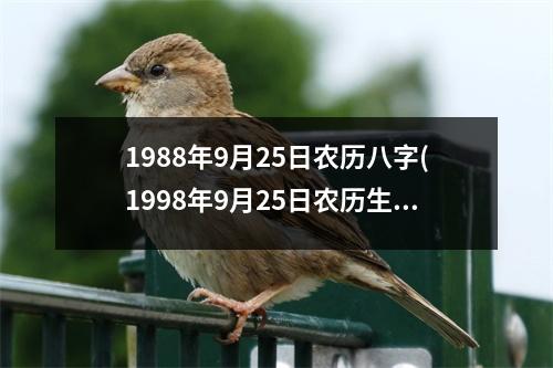 1988年9月25日农历八字(1998年9月25日农历生辰八字)